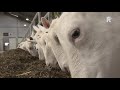 Geitenboerderij op Goeree-Overflakkee trekt jaarlijks honderdduizend bezoekers