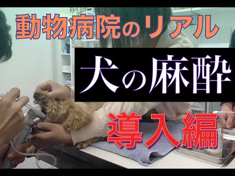 犬の麻酔による副作用