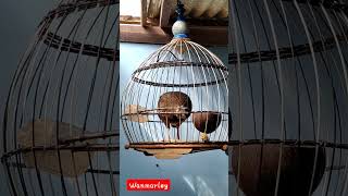 Download lagu suara pikat betina ayam hutan hijau mp3