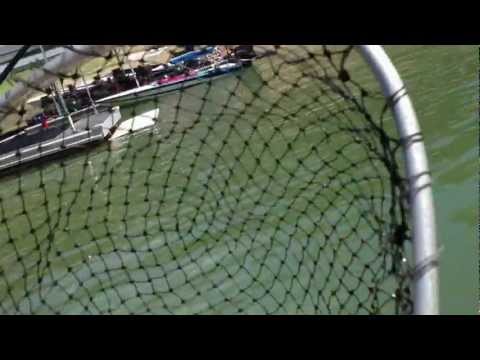 Catfish Nacimiento 8 12