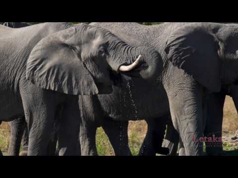 An Adventure with Letaka Safaris