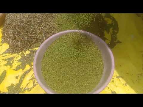 Harnam paddy thresher se mung nikale .....No..1 Quality