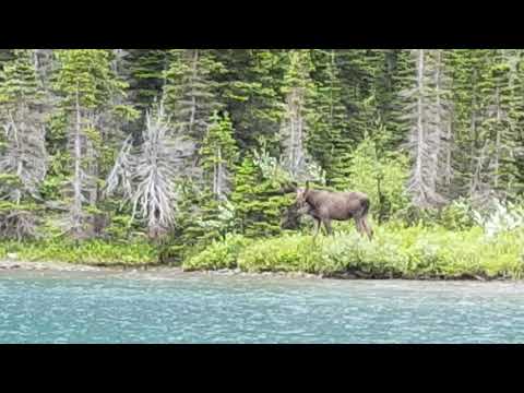 Moose yesterday at Fisher Cap Lake