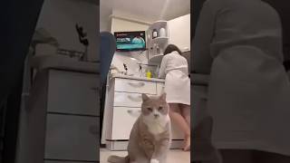 Cat  #cat #funny #cute #catsofyoutube #funnycats #catshorts #animals #stressrelief #pets #cats