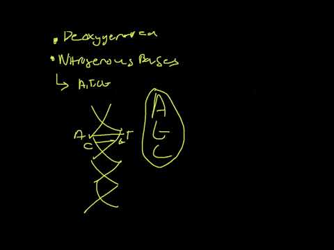 Genes vs Chromosomes vs DNA