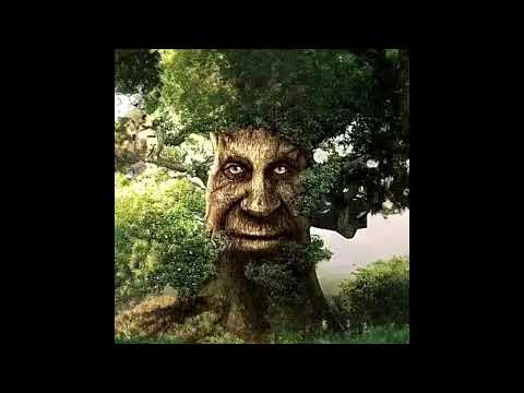 Grave bass boost da Arvore Anciã emanando sabedoria