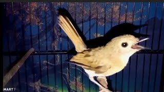 Download lagu SUARA PIKAT SRDC AMPUH.!! JANTAN BETINA NYAMBER, PANCINGAN SRDC SIKATAN RIMBA, MASTERAN SRDC mp3 Download lagu SUARA PIKAT SRDC AMPUH.!! JANTAN BETINA NYAMBER, PANCINGAN SRDC SIKATAN RIMBA, MASTERAN SRDC mp3