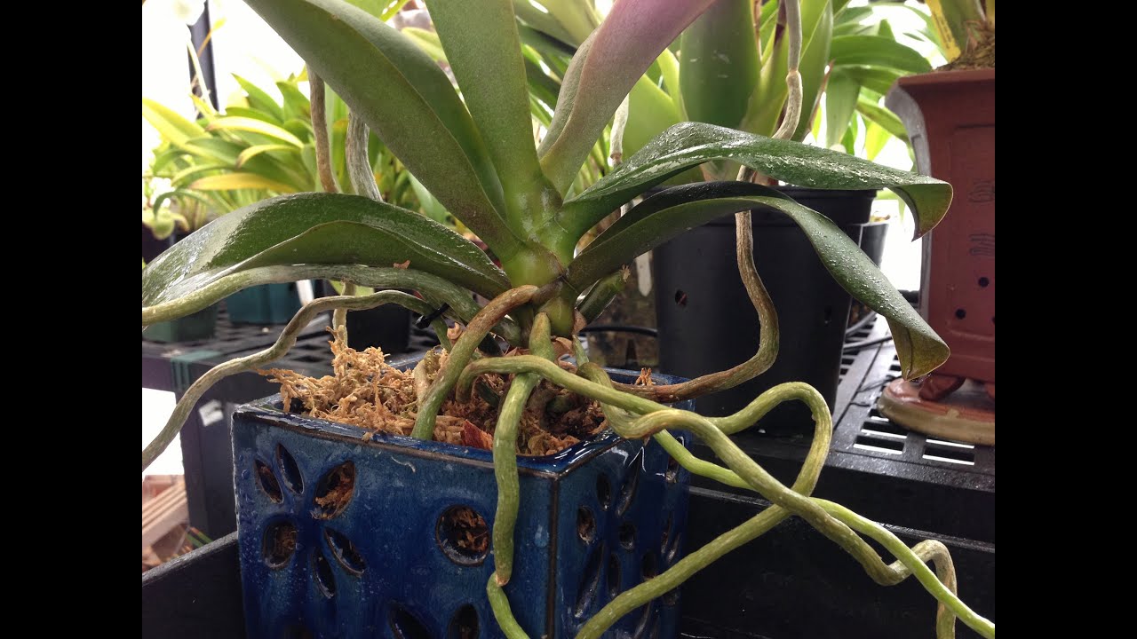 Orchid care : How to Avoid Orchid Root and Crown Rot in Phalaenopsis orchid