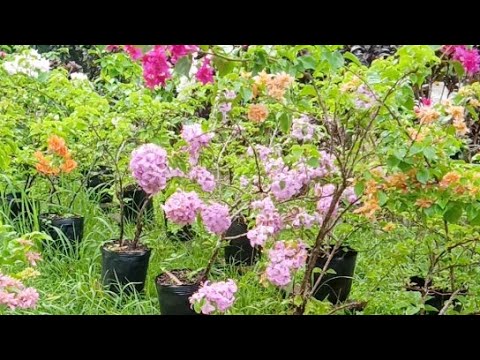 Beautiful Flowers Live