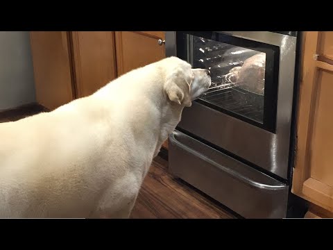 Funny Dogs 2024 That Will Definitely Brighten Your Day😍