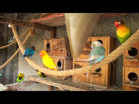 Lovebirds Aviary (Fischer & Personata) - Sunday, May 16th 2021