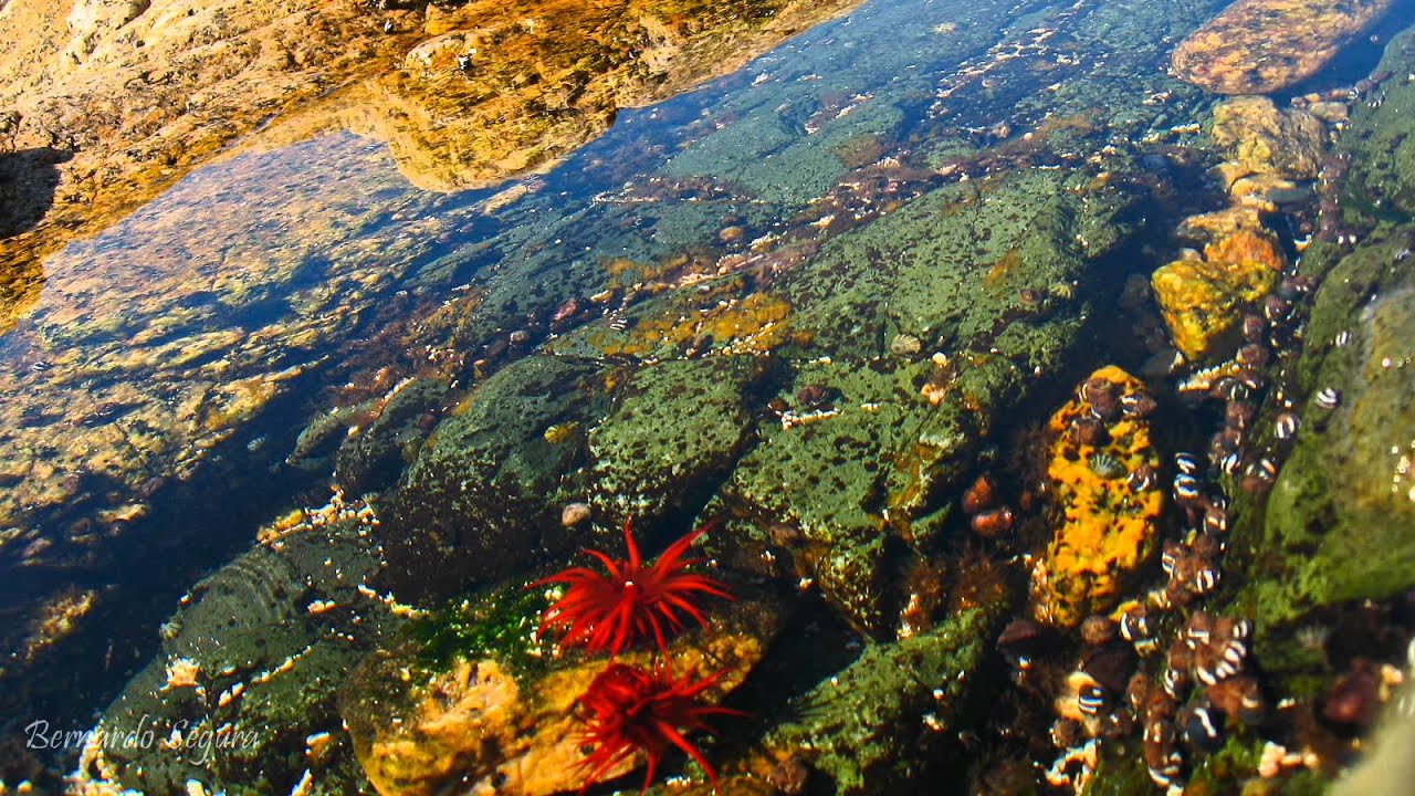 Tide pool timelapse