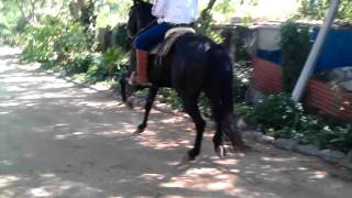 preview picture of video 'Caballo bailador rancho Monarca mira loma'