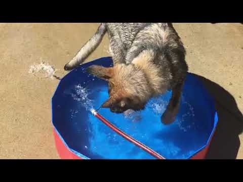 Courtney&rsquo;s K9 Crew video.