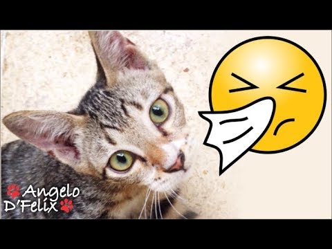 Signs of a Sick Kitten And What to Do -Part 8: Coughing & Sneezing