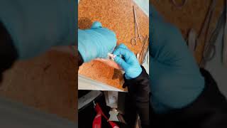 El Truchan performing a Tendon Repair Suturing