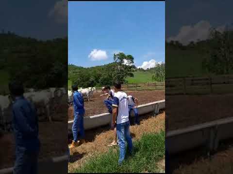 Confinamento de gado bovino em Rondônia.