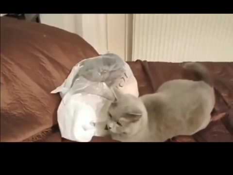 Funny Cats Scared of Random Things Compilation!