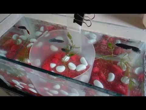 Betta Fish Breeding | Tank Setup | Fighter Fish Breeding technique | Day 1