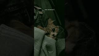 Download lagu aku tetep sayang kowe #capcut mp3