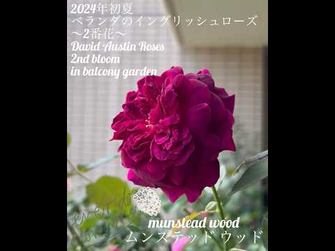 バルコニーの花: 想像力豊かに組み合わせたもの トピックス