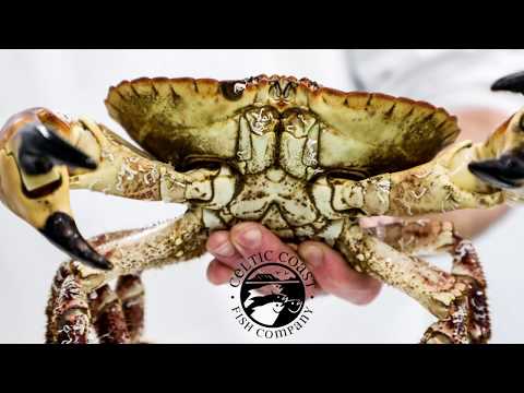 Celtic Coast Fish Company