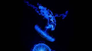 Çoban Yıldızı (Hayki Cover)