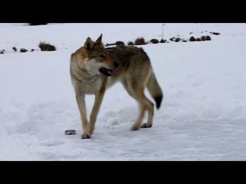 Czechoslovakian wolfdog Raksha and ice hockey