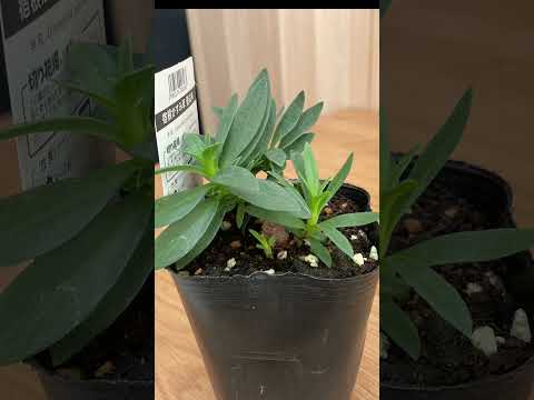 一般的な群生草 植物