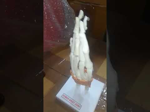 HUMAN  WRIST JOINT MODEL
