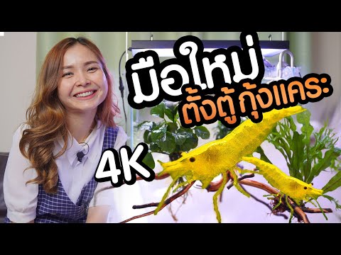 มือใหม่ตั้งตู้ไม้น้ำ เลี้ยงกั้งแคระ กุ้งสี