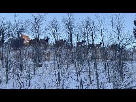 Elk Herd