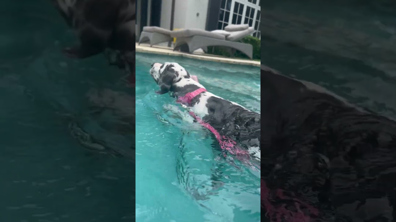 Maggie (Great dane) learns to swim out of the pool with her brother’s help #dog #shorts