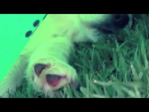 Samriever pup takes a nap under the blanket. (Samoyed x Golden Retriever)