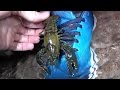 Crawdad Rock-Paper-Scissors. Fishing, Herping, Chasing Snakes & Lizards, Funny Animals, 4K.