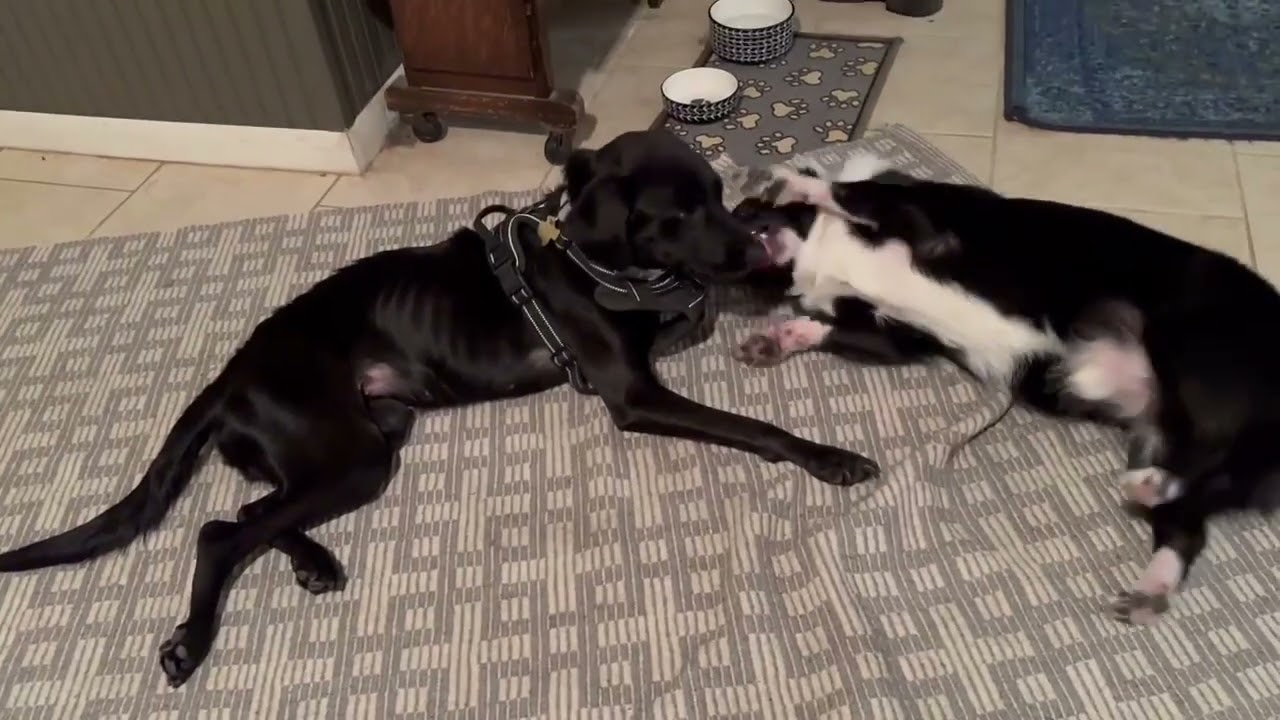 Enlarge Clover, a Adoptable mixed breed in Kerrville, TX video 6/6