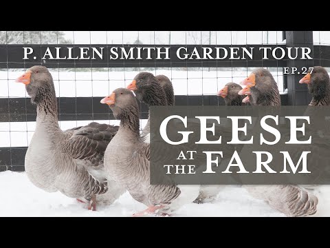 , title : 'Heritage Geese Varieties: Moss Mountain Farm | P. Allen Smith (2019)'