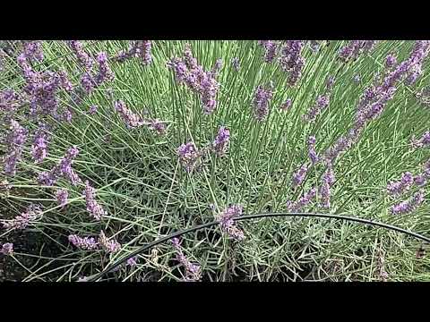 ラベンダーのメンテナンス: 芳香植物の世話をするために採用すべき重要な行動  庭園
