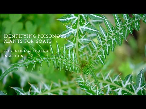 Poisonous plants that are toxic to goats and how to prevent accidental ingestion