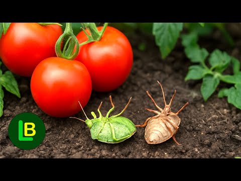 This is the end of the stink bugs. 2 ingredients they can't live on