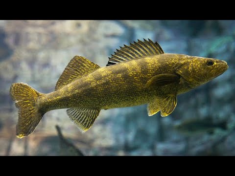 Floating & Density: Why Don't Fish Sink?