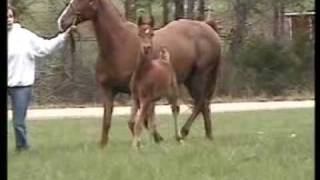 preview picture of video 'WINDEN REVOLUTION: 2008 Morgan Colt by Shanghai'