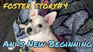 Ani’s New Beginning｜明日、アニは新しい家族のもとへ ｜Houston Lifestyle Vlog