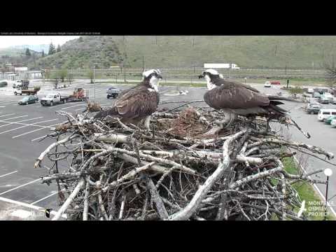 Close Up On Fish Exchange in Hellgate – Apr. 20, 2017