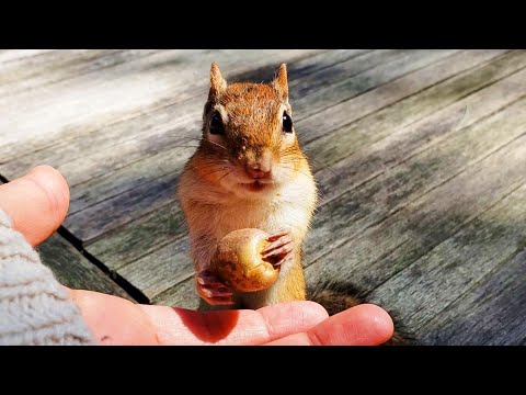 Trying To Grab My Collar When I Offer Acorns To Chipmunk Wally