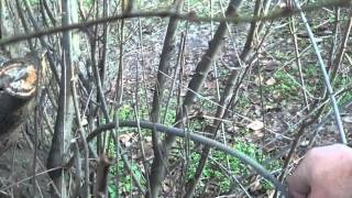 Из какого дерева сделать лук и стрелы