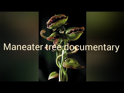 Man eater trees |  deadliest trees | adam khor darakht