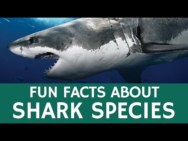 Interesting Facts about Sharks and Predatory Fish: Educational Video for Kids