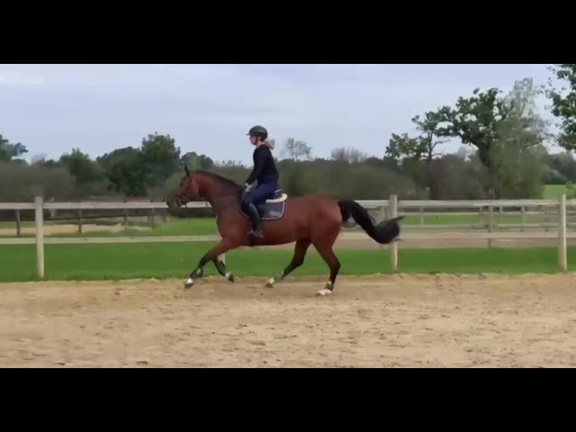 Riding and jumping movie Dolly Go Lightly (Dia Corrado x Feuerglanz).