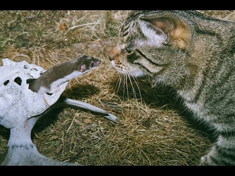 Кот и ласка (the cat and the weasel) No putin